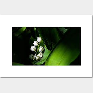 Flowers cradled in the leaves of green. Posters and Art